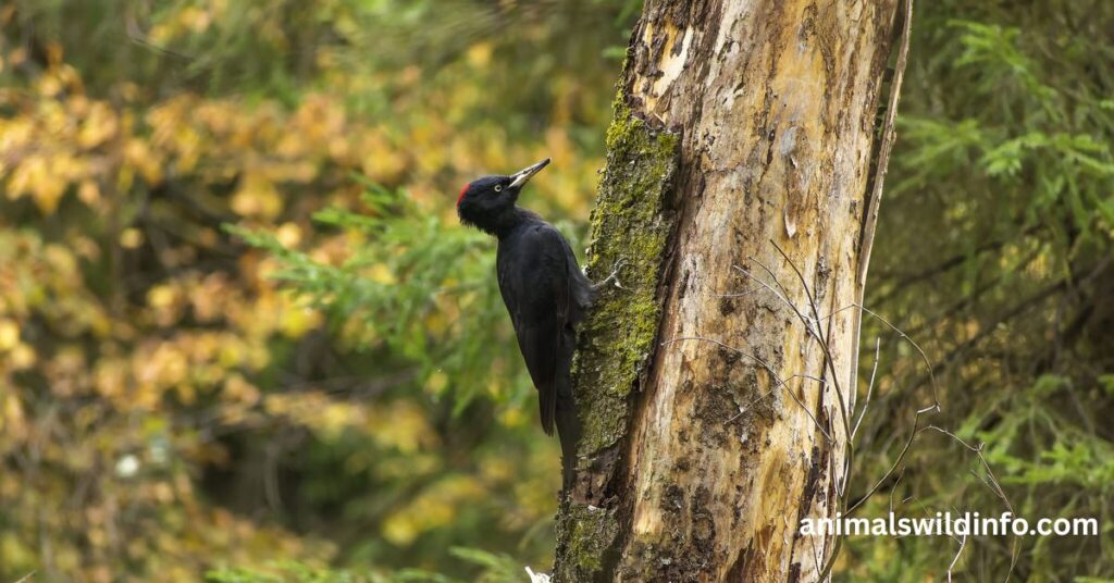 Black-backed Woodpecker