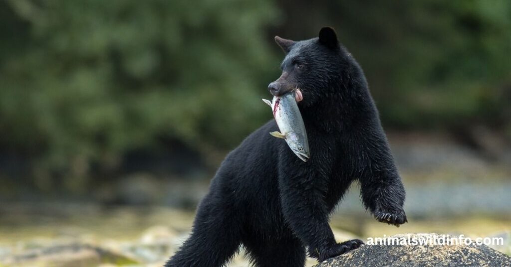 Black Bear