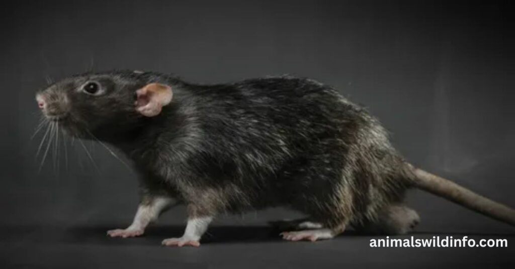 Black Rats