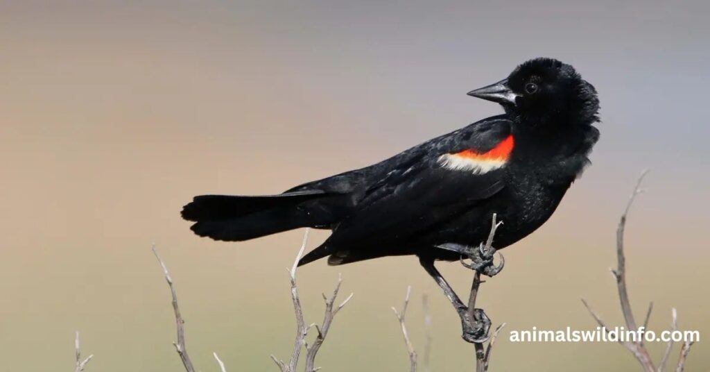 Blackbird
