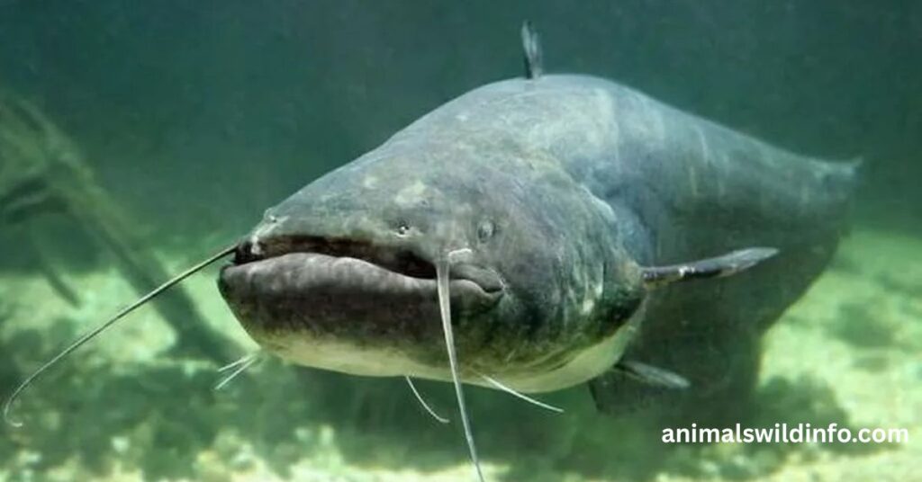 Blue Catfish