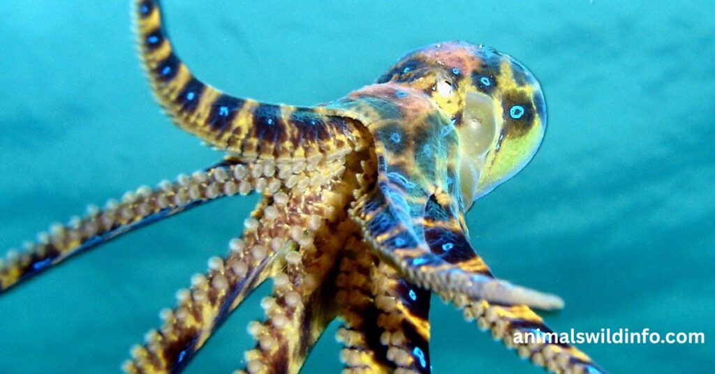 Blue-Ringed Octopus