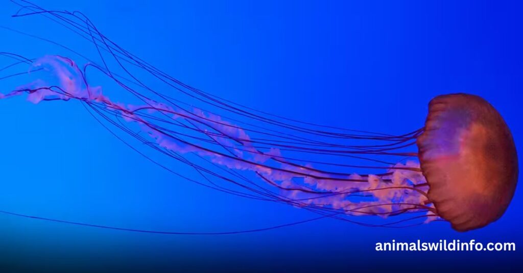 Box Jellyfish