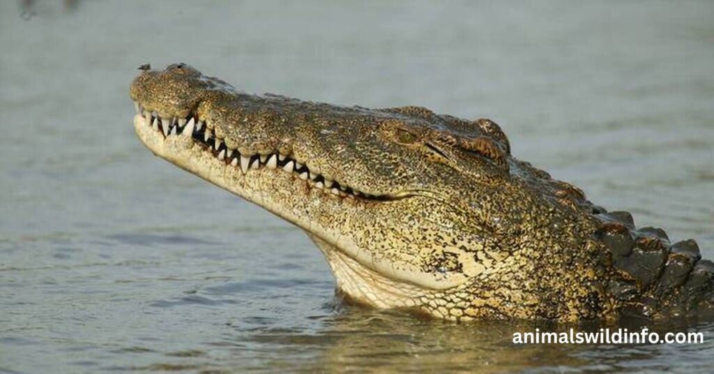 Caimans
