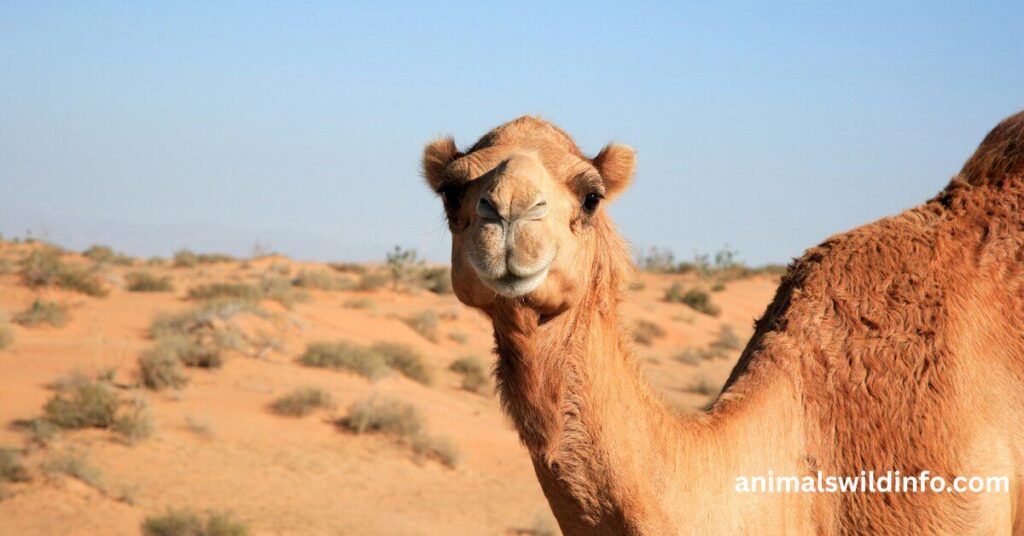Camels