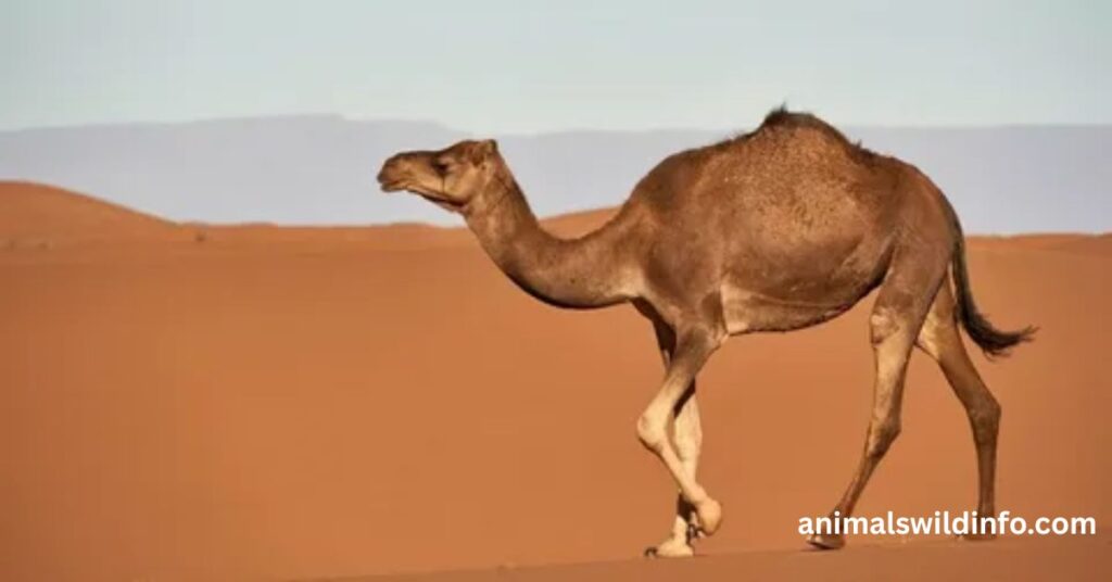 Camels