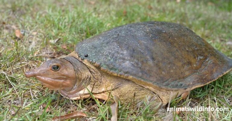 Can Turtles Climb?