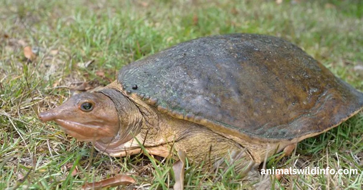 Can Turtles Climb?