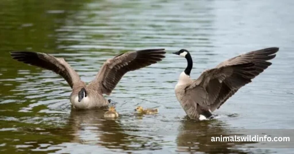 Canada Geese