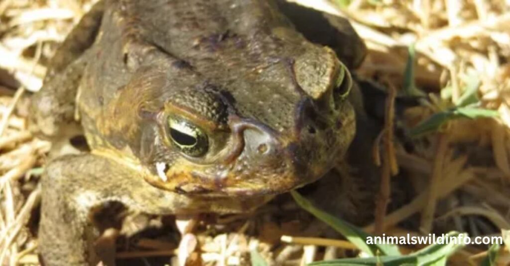 Cane Toads