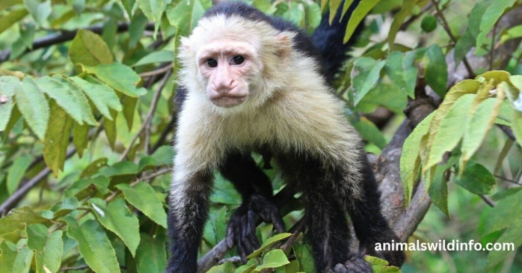 Capuchin Monkey