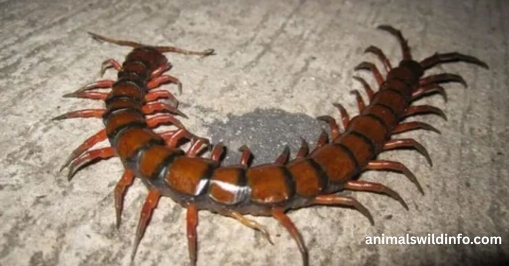 Centipede