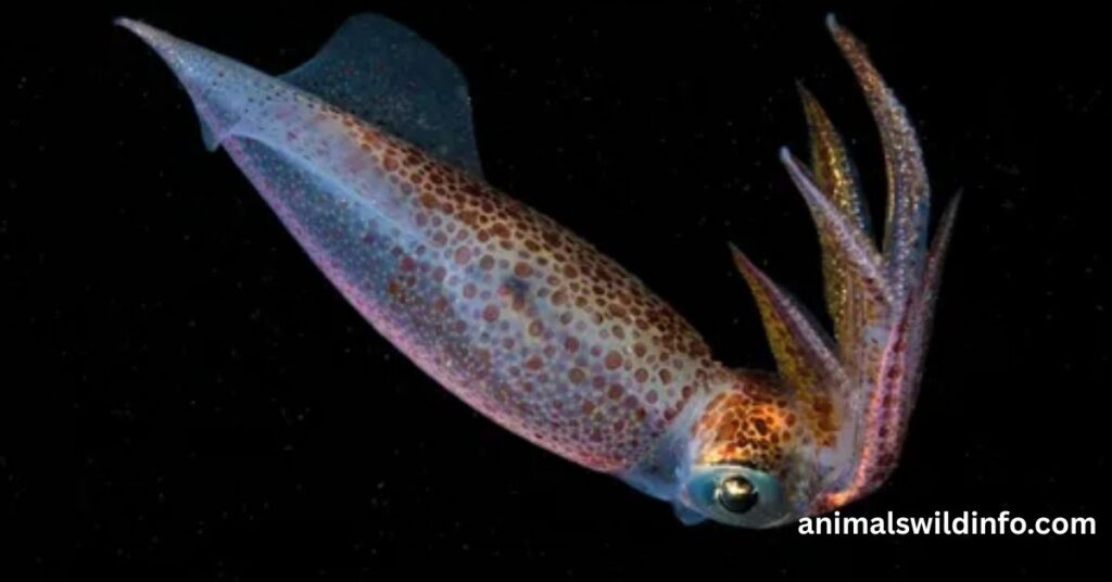 Cephalopods