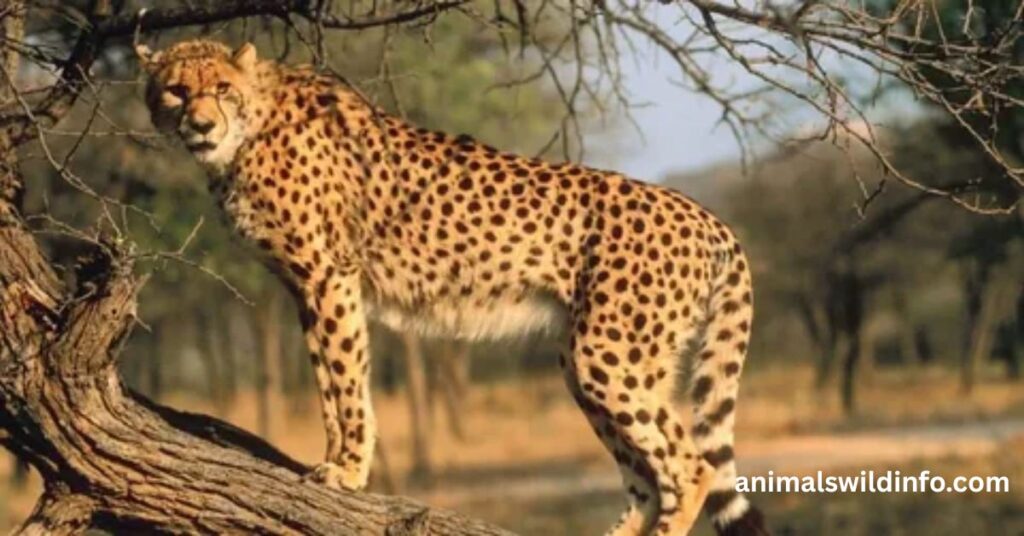 Cheetah