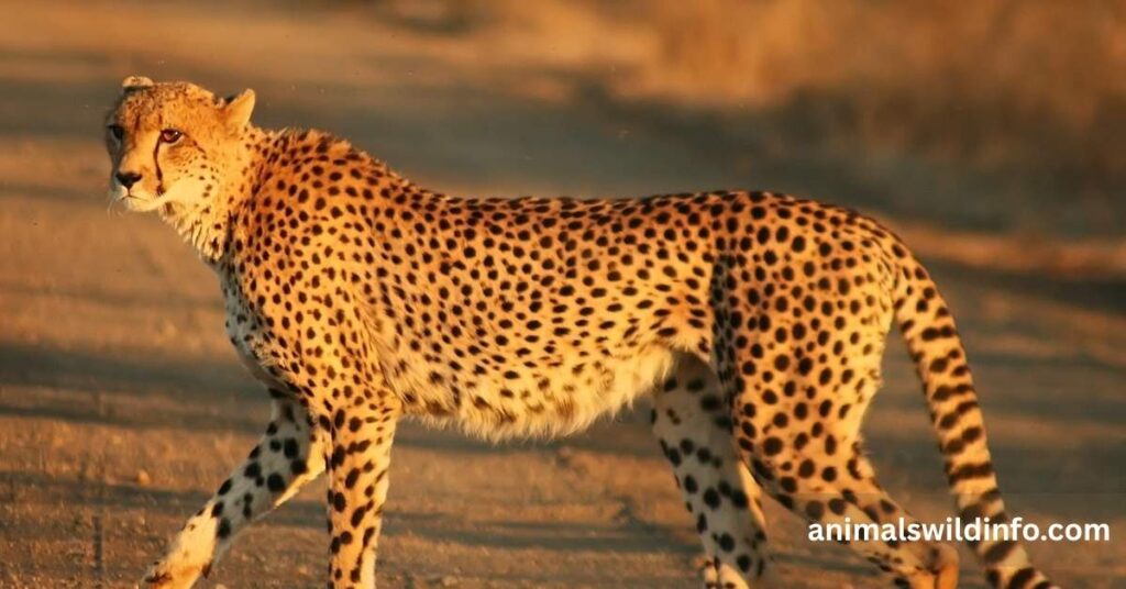 Cheetah