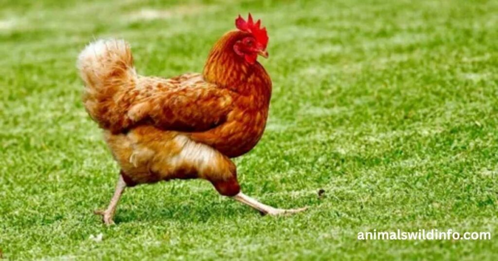 Chicken