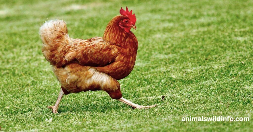 Chickens