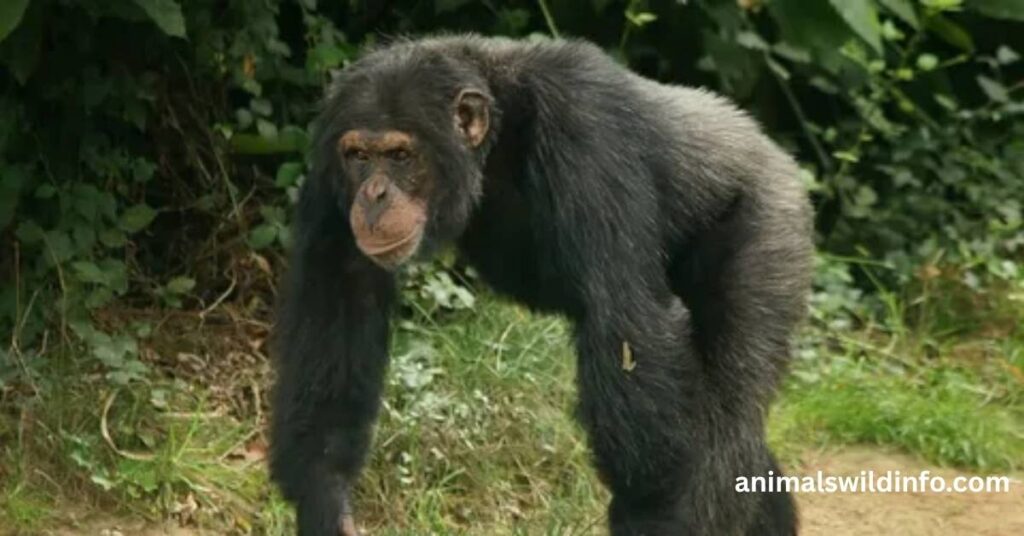 Chimpanzee