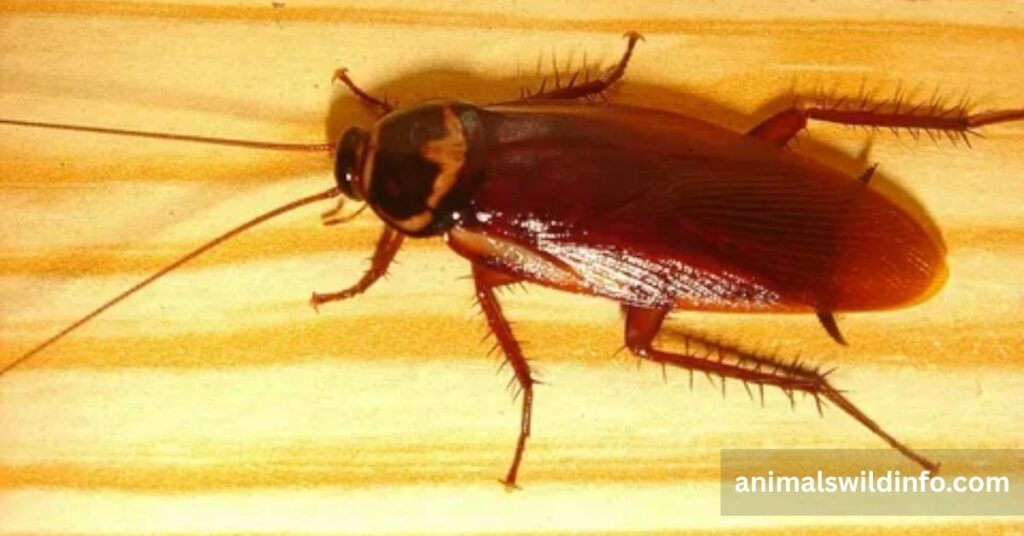 Cockroaches