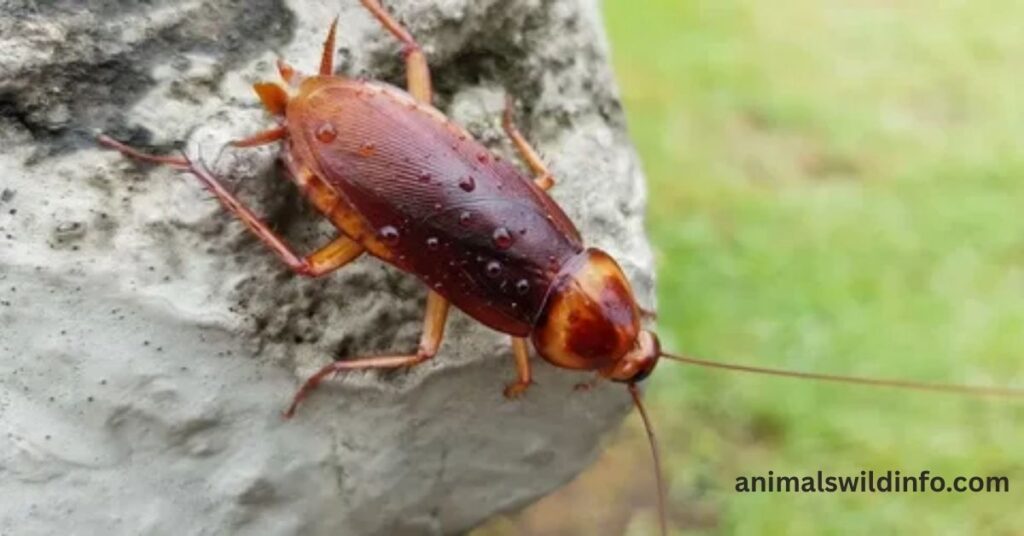 Cockroaches