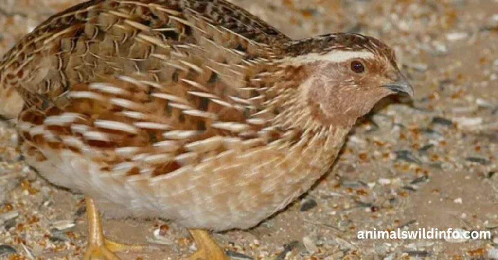 Common Quail