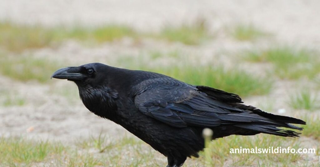 Common Ravens