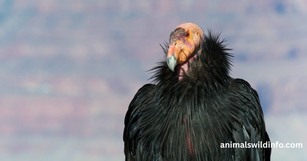Condors