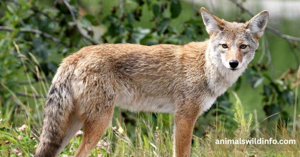 Coyotes