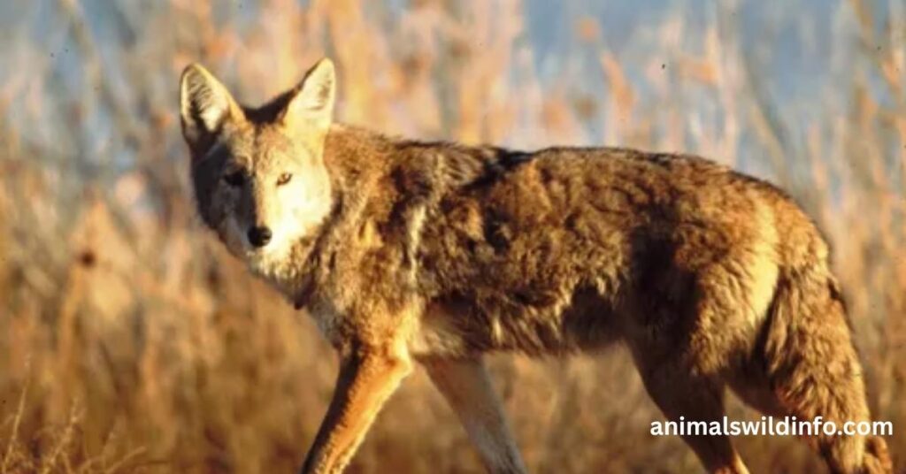 Coyotes