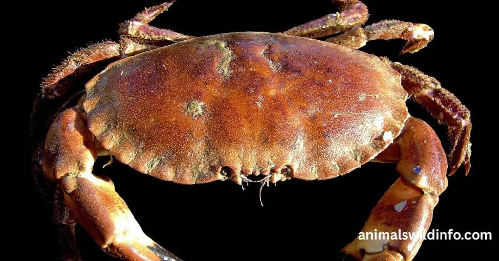 Crabs