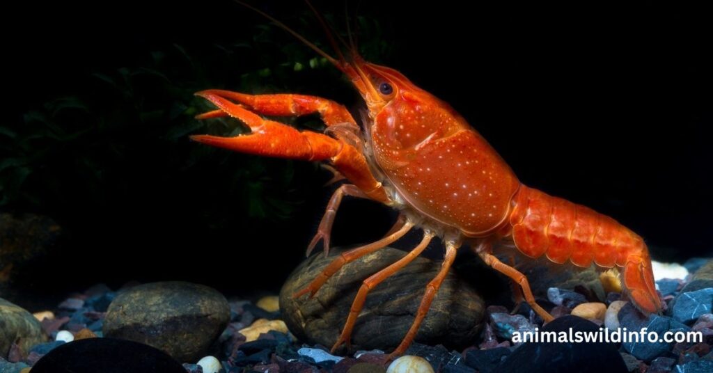 Crayfish