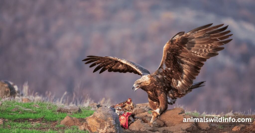 Crowned Eagle