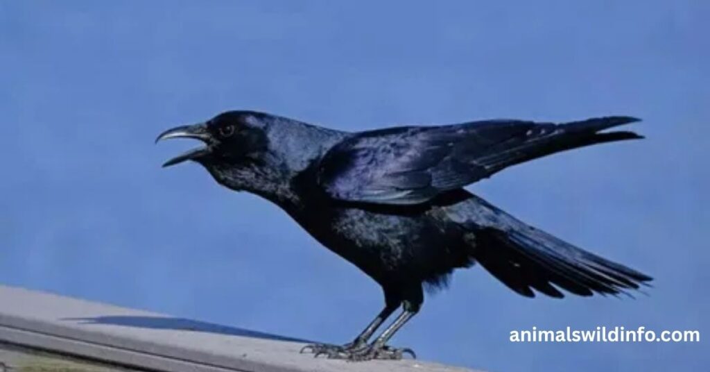Crows