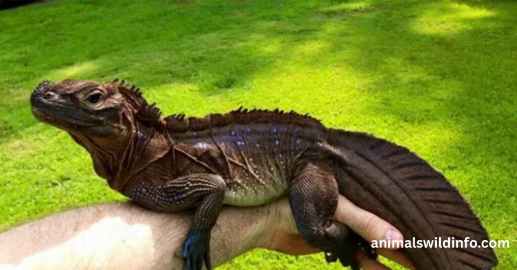 Dangerous Animals in the Philippines