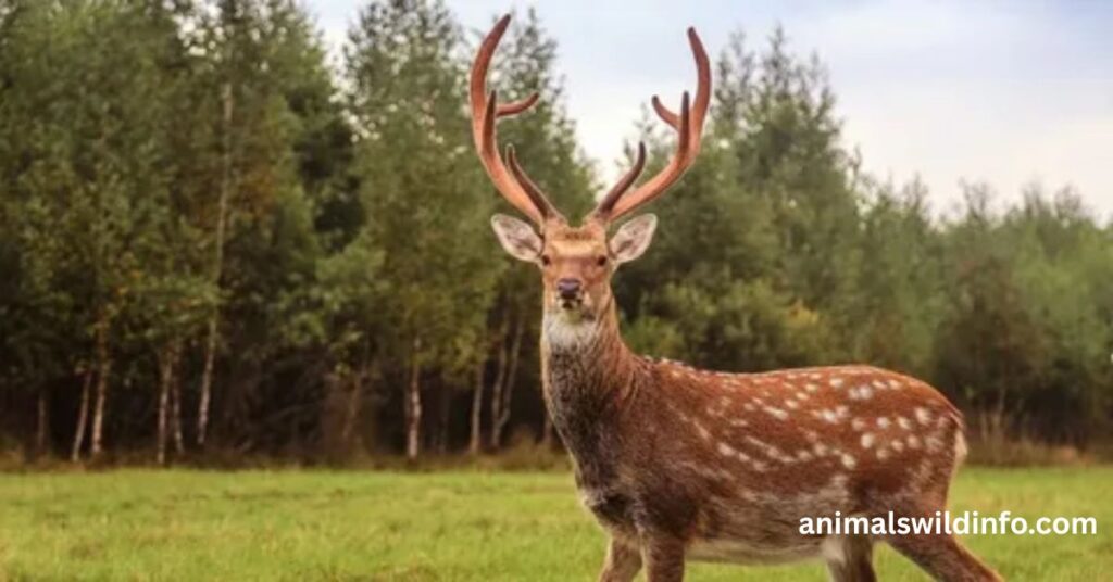 Deer
