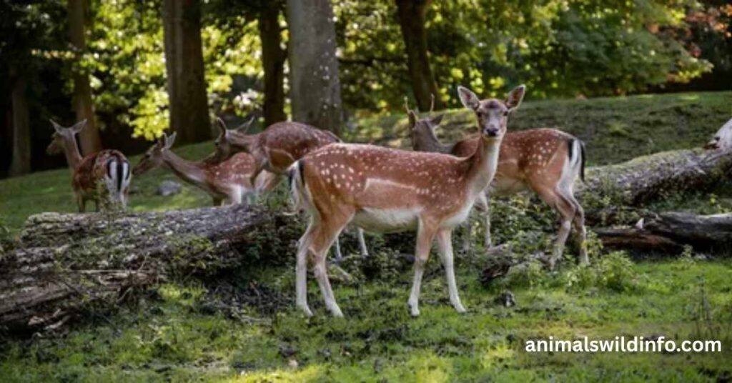 Deer