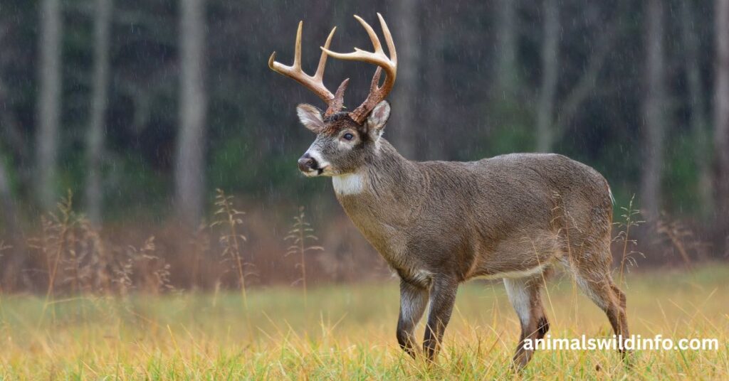 Deer