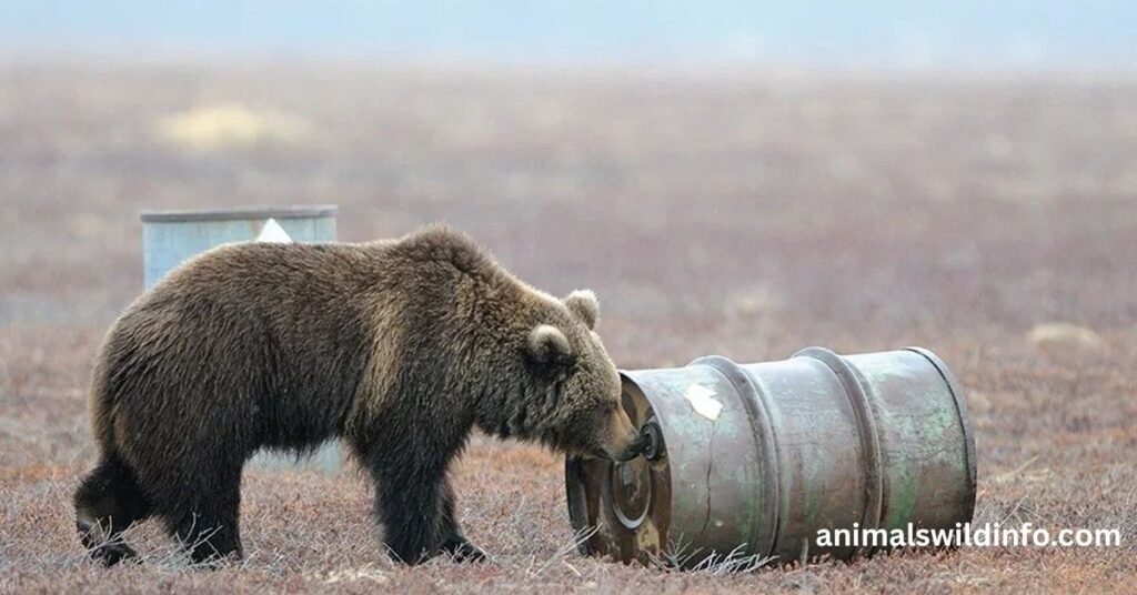 Dirtiest Animals in the World