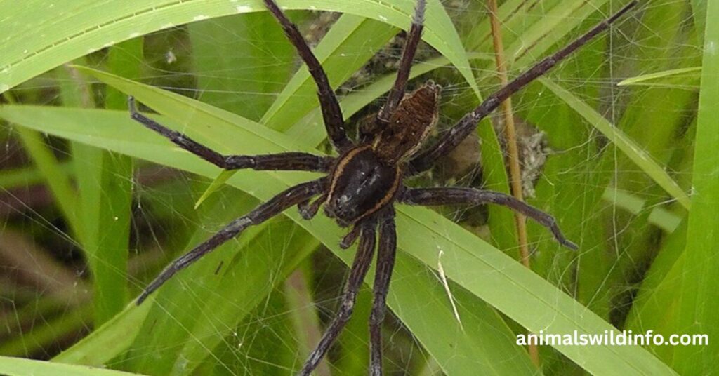 Diving Bell Spider