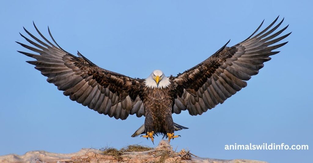 Eagles