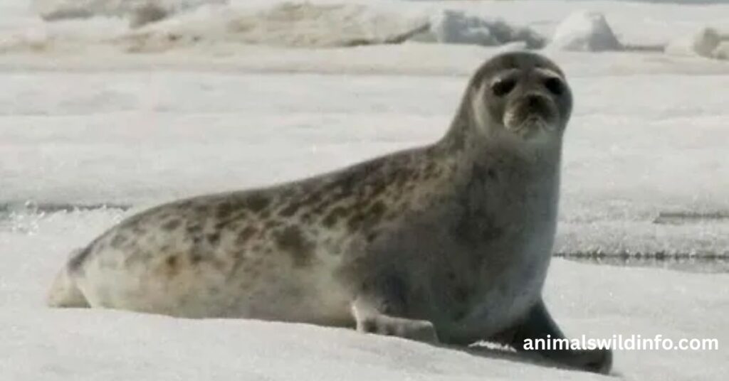Earless Seals