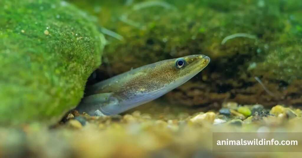 Eels