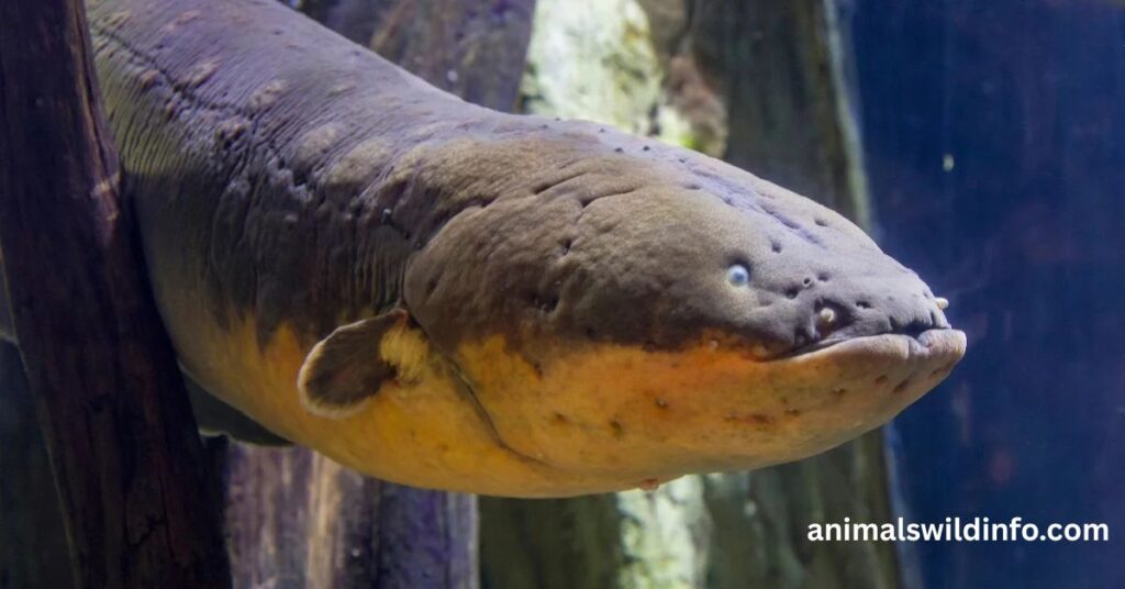 Electric Eel
