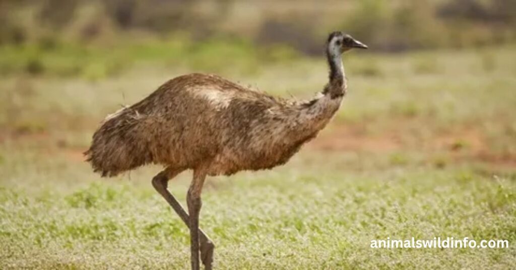 Emu