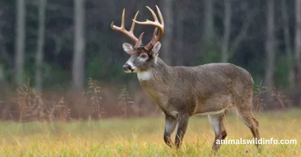Fallow Deer