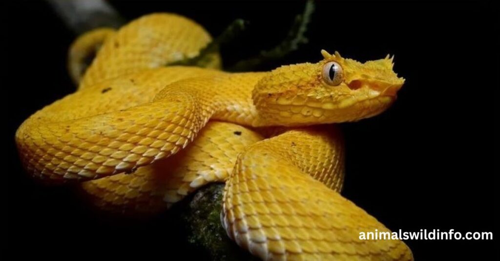 Fer-de-Lance Snake