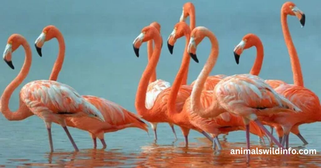 Flamingos