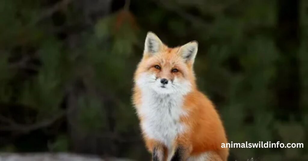 Foxes