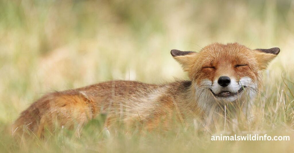 Foxes Don't Laugh Like Humans