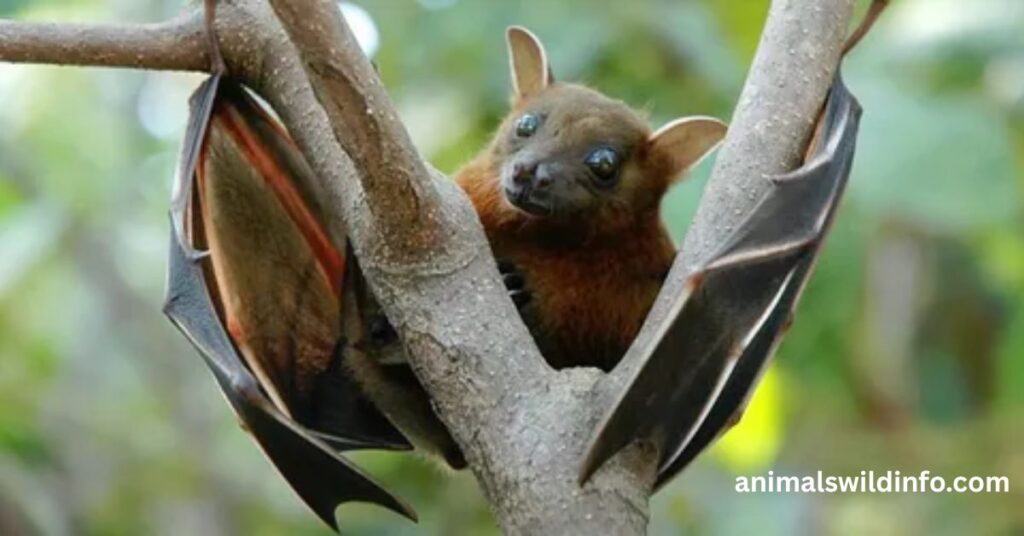 Fruit Bats
